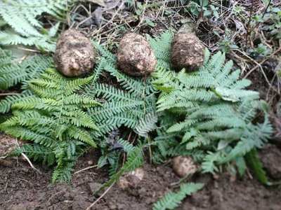 云南昭通天麻,小草壩天麻,昭通烏天麻,天麻,烏天麻。