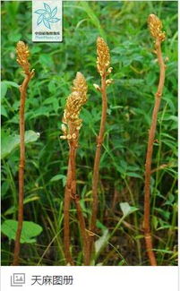 天麻是什么植物長(zhǎng)什么樣