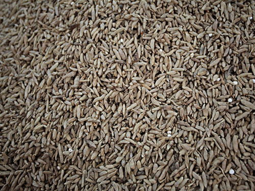 金寨天麻專(zhuān)賣(mài)店 金寨天麻價(jià)格 金寨天麻哪里買(mǎi) 途牛移動(dòng)站