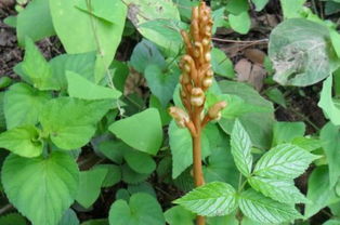 在農(nóng)村這野草被稱為 神草 ,常吃對(duì)頭腦好,現(xiàn)在已很少見到