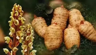 漲知識(shí)了 原來貴州藏著這么多全國(guó)有名的 特色鄉(xiāng)