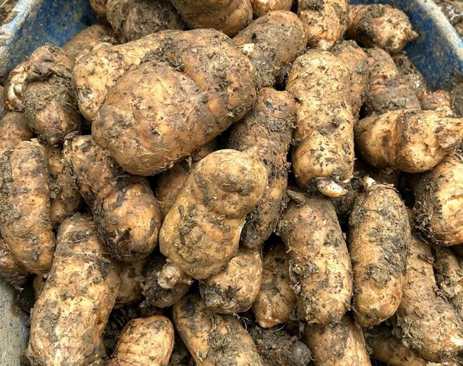 這植物不進(jìn)行光合作用,俗稱(chēng)&ldquo;天麻&rdquo;,可食亦可入藥,藥食同源!