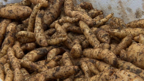 雷山 林下天麻秋冬種,育出來(lái)年 好錢(qián)景