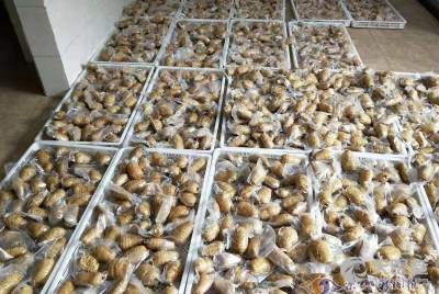 樂(lè)山市金口河區(qū)板廠坪天麻種植專(zhuān)業(yè)合作社