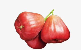 霧蓮圖片素材圖片免費下載 高清產品實物png 千庫網 圖片編號5243482